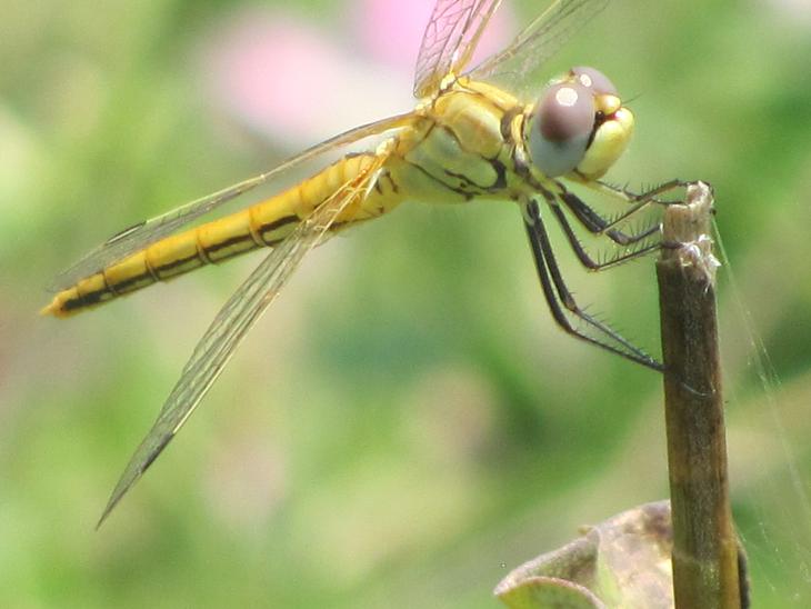 Odonata da ID